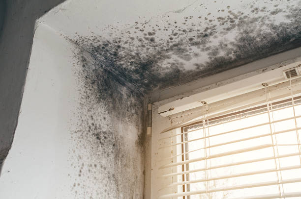 Trusted Commercial Mold Remediation service in Ephrata, WA - Cheap Mold Removal